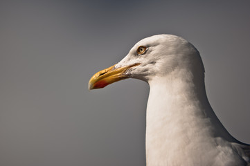 Portrait einer Möve