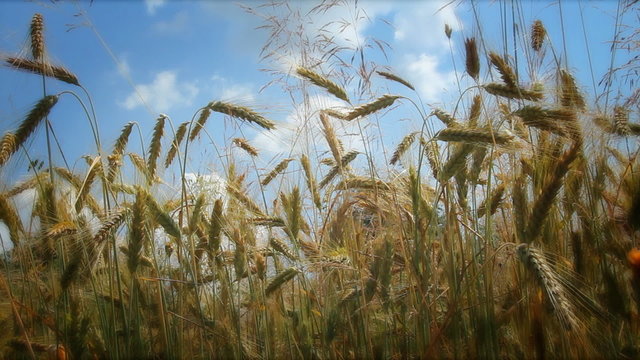Zborze