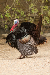 turky 8405