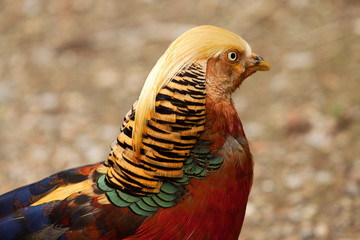 golden pheasent 8404