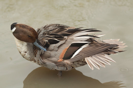 Preening Duck 8376