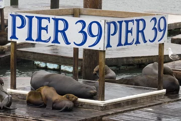 Papier Peint photo autocollant San Francisco Sea lions at Pier 39