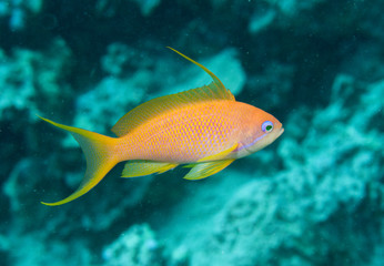 lyre tail anthea fish