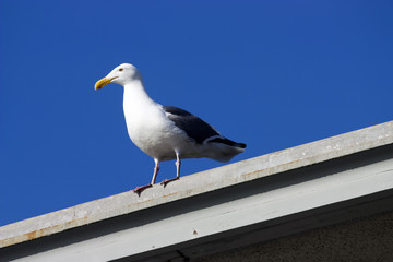 Pelican in San Francisco