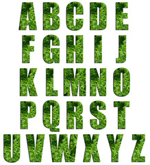 Parsley Texture Alphabet