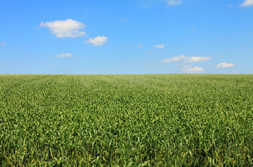 Fototapeta na wymiar green cornfield blue sky and white clouds