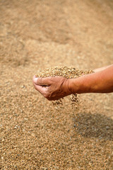 Wheat and hands of the old farmer