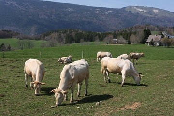 Obraz premium Vaches