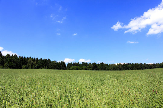 green cornfield forest blue sky and white clouds