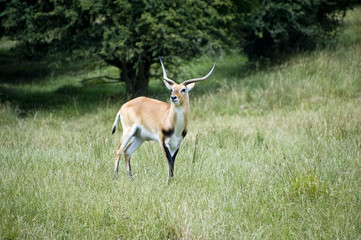 Black Buck Antelope in field