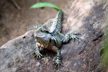 Australische Wasseragame