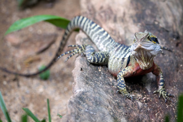 Australische Wasseragame