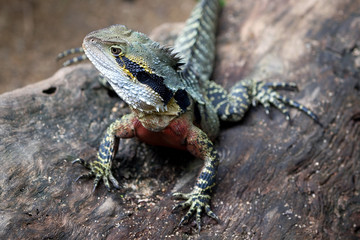 Australische Wasseragame