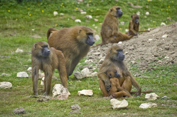 Baboon family troop