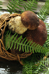 Funghi porcini