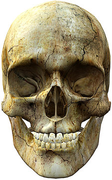 Front Face Skull