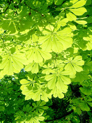 chestnut  leaves