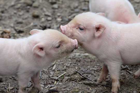 Tierische Freundschaft