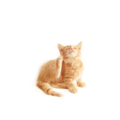 kitten scratching