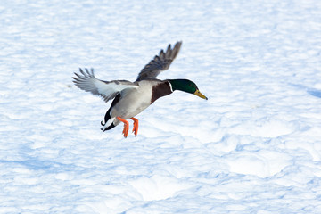 Mallard, Anas platyrhynchos, drake