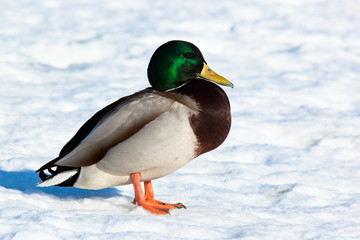 Mallard, Anas platyrhynchos, drake