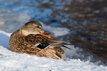 Mallard, Anas platyrhynchos