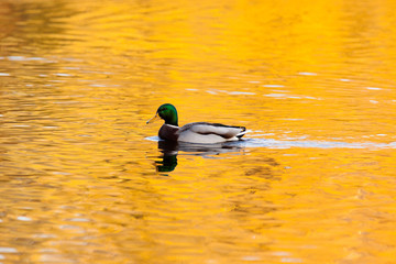Mallard, Anas platyrhynchos, drake
