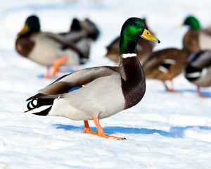 Mallard, Anas platyrhynchos, drake