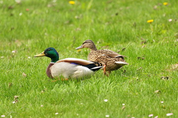 Enten