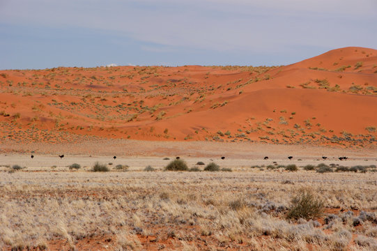 Namib
