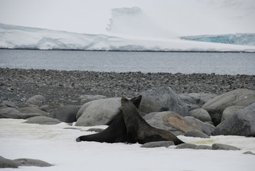 Naklejka premium Antarctic Seals Hugging
