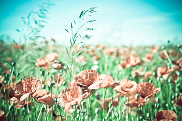 poppy field