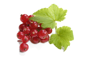 Red Currant