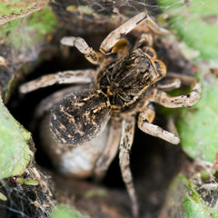 Big tarantula