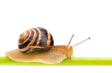 Snail