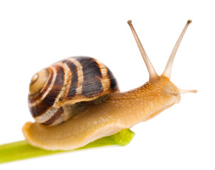 Snail