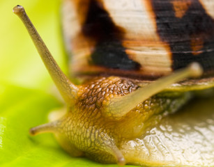 Snail