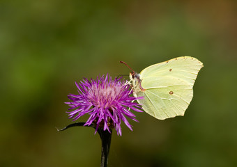Butterfly. Common brimstone.