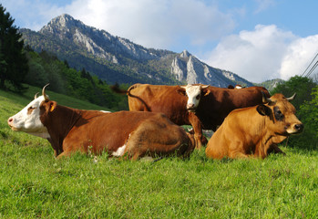 Fototapeta na wymiar krowy na pastwisku
