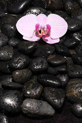 Obraz na płótnie Canvas Orchid with black stones