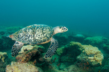 Hawksbill Sea Turtle-Eretmochelys imbriocota sur un récif.