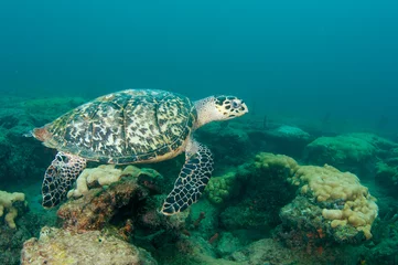 Sheer curtains Tortoise Hawksbill Sea Turtle-Eretmochelys imbriocota on a reef.