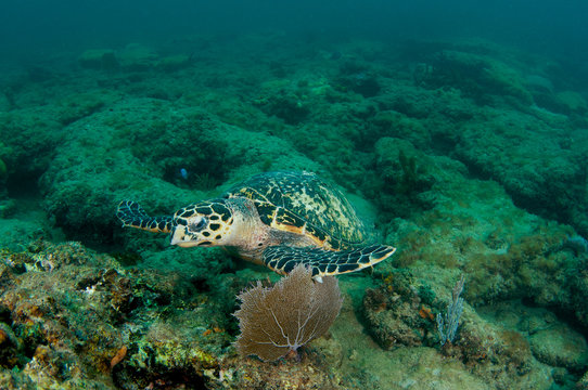 Hawksbill Sea Turtle-Eretmochelys imbriocota on a reef.