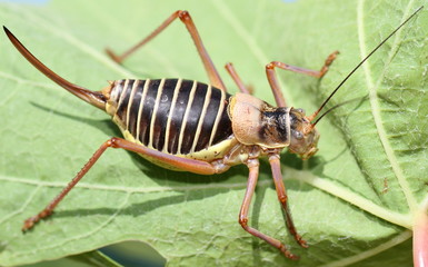 Sauterelle