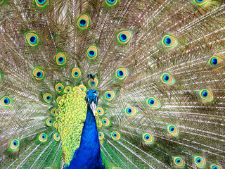 Obraz premium Peacock fanning 2