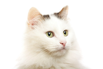 Isolated cat portrait