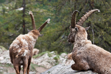 Capra Ibex - Italian Alps