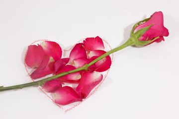Valentine pink rose on white background