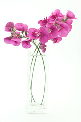 Wild Sweet pea