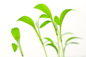 Seedling Green Leaves